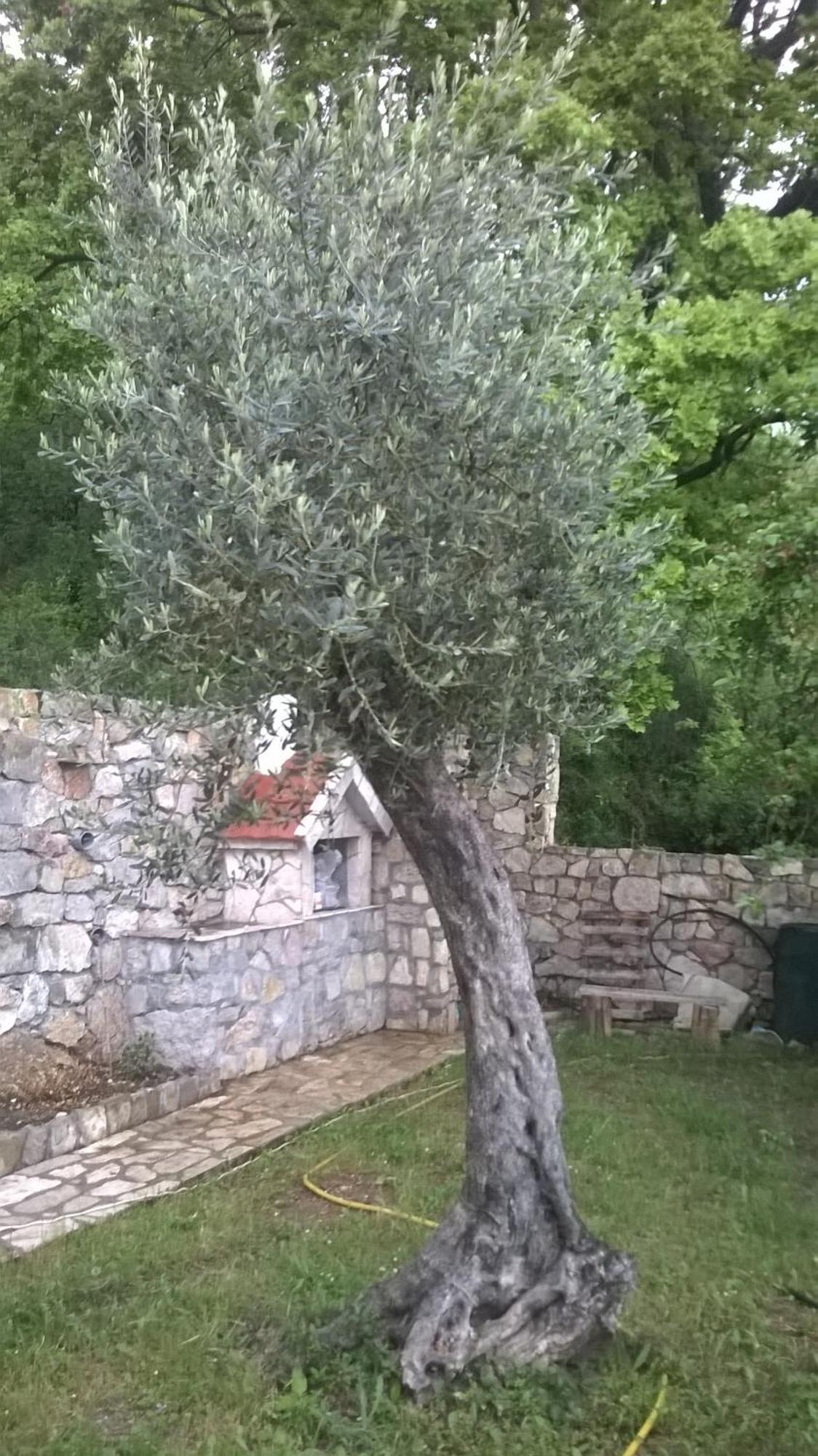 House Stijepovic Villa Petrovac Rom bilde